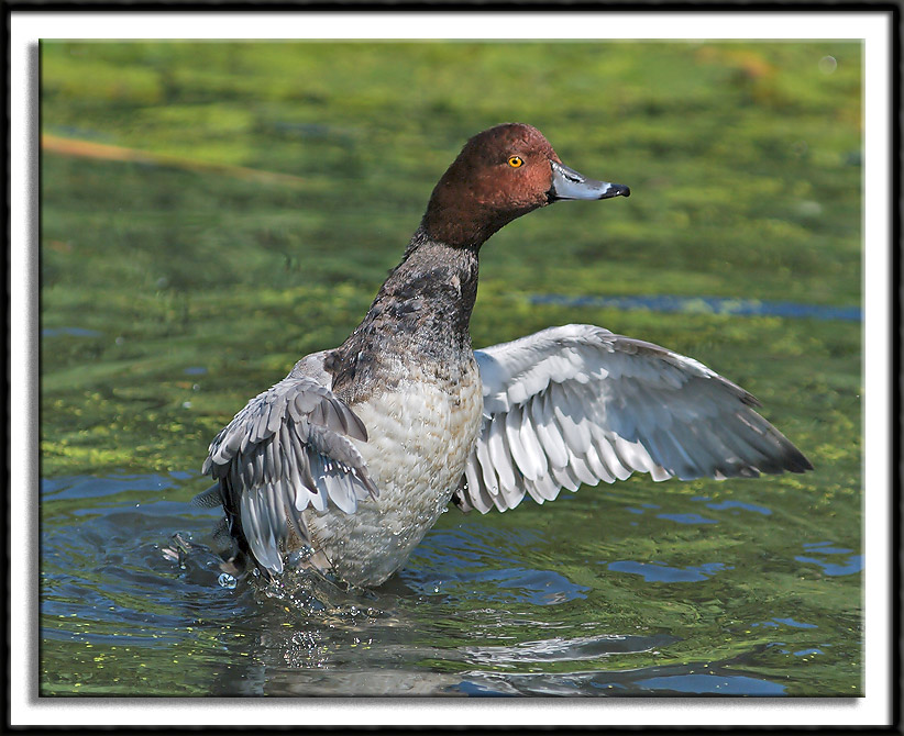 Redhead Duck Airing Out Its Wings