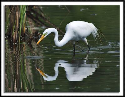 Egret Reflection