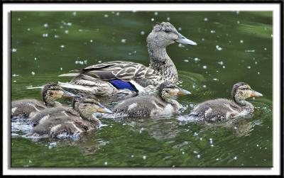 A Family Outing