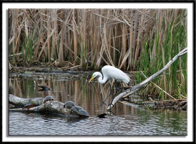 Life in the Marsh