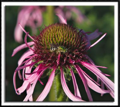Bee on Spent Flower
