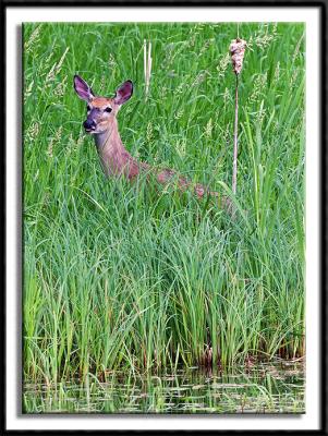 A Wary White Tail