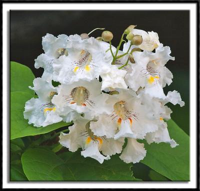 Catalpa Tree Bloom