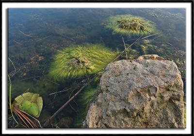Shoreline Moss