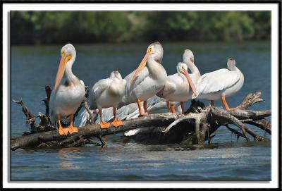 Perched Pelicans Posing