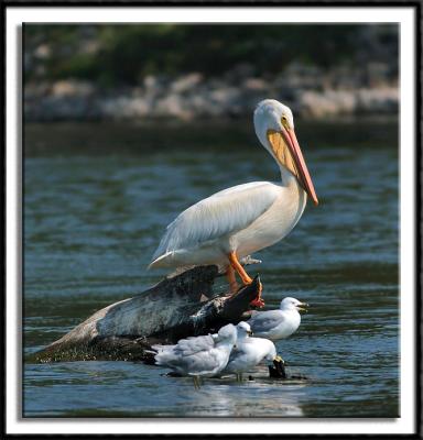 Pelican and Friends