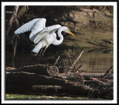 Coming To Roost
