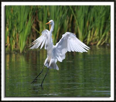 Water Dance