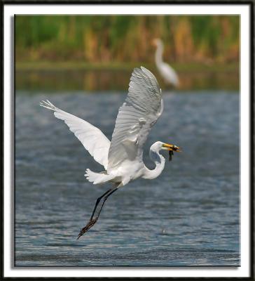 Fishy Flight