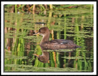 Pied-Billed Grebe