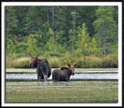 Moose and Her Calf