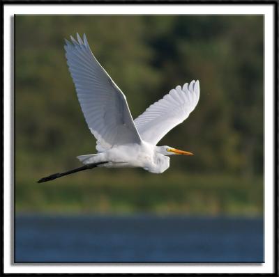 Graceful Flight