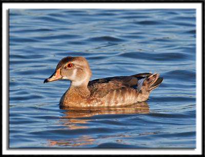 Juvenile Wood Duck (male)