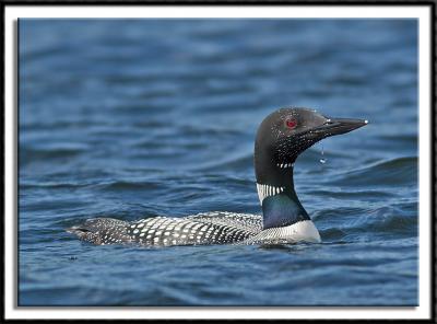 Minnesota's State Bird