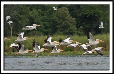 Pelicans Everywhere