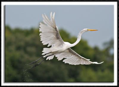 Ragged Egret