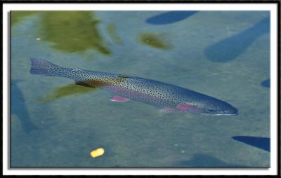 Rainbow Trout