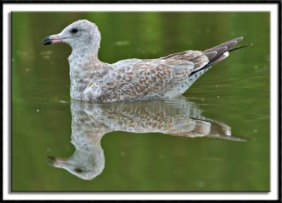 Gull Reflection