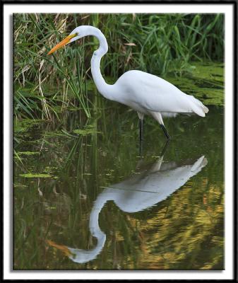 Great Egrets
