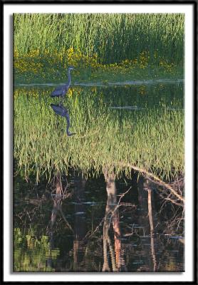 Marsh Reflection