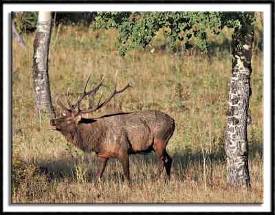 Bull Elk Among The Aspens