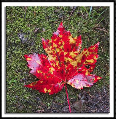 Colorful Maple Leaf