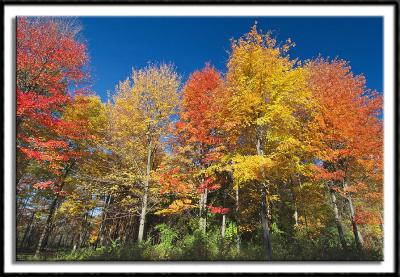 Colorful Forest