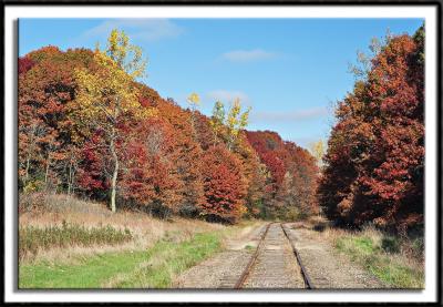 Oak Lined Train Tracks