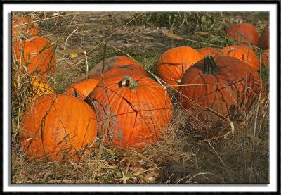 Pumpkin Patch