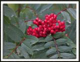 Mountain Ash Berries