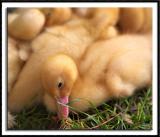 Newborn Ducklings