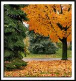 Minnesota's Fall Colors