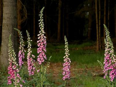 Fingerhut (Foxglove); Digitalis purpurea