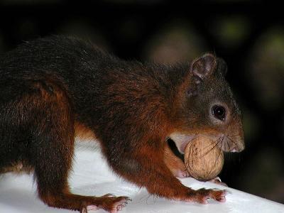 Eichhrnchen (Squirrel)