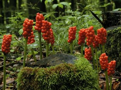 Aronstab (Arum maculatum)