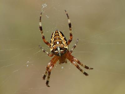 Kreuzspinne (Araneus diadematus)