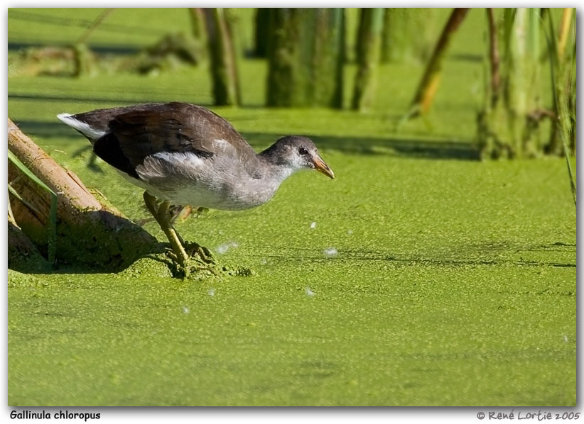 Gallinule poule-deau / Common Moorhen