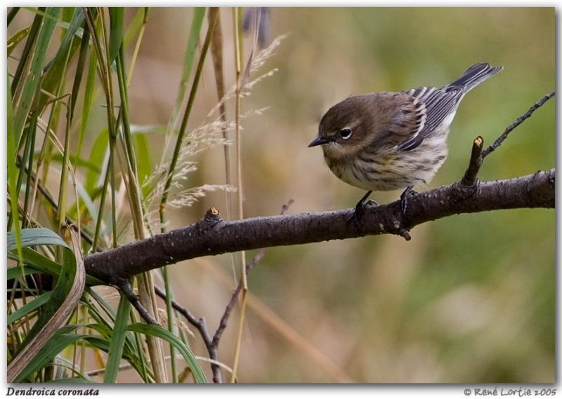 Paruline  croupion jaune / Yellow-Rumped Warbler