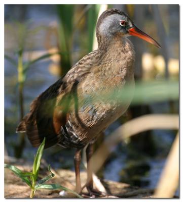 Rle de Virginie / Virginia Rail