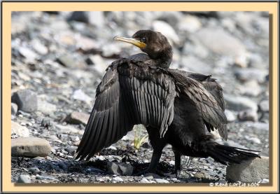 Cormoran / Cormorant