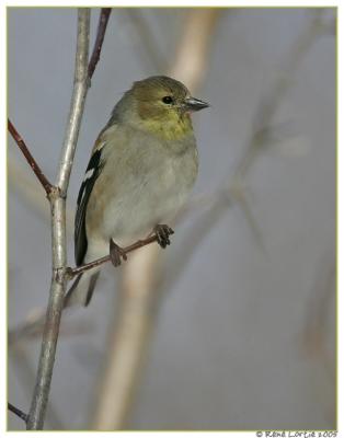 Chardonneret jaune / American Goldfinch