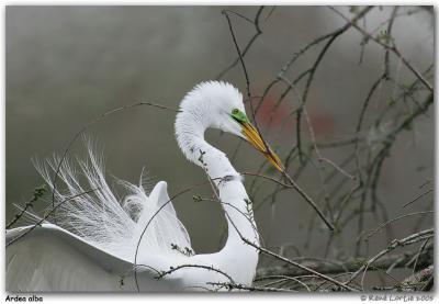 Grande aigrette / Great Egret