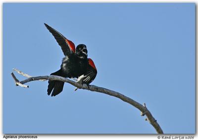 Carouge  paulettes / Red-Winged Blackbird