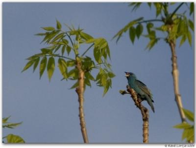 Passerin indigo / Indigo Bunting