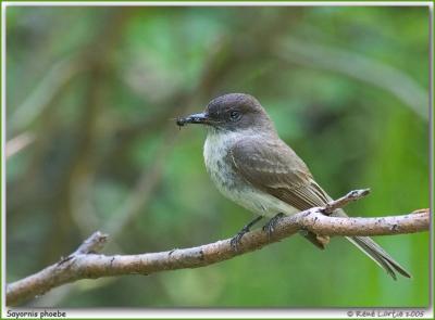 Moucherolle phbi / Eastern Phoebe