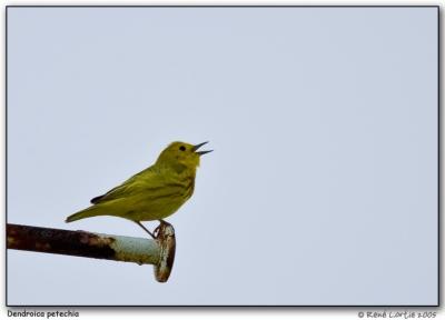 Paruline jaune / Yellow Warbler