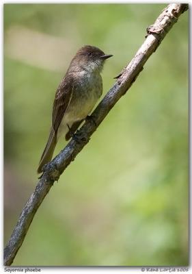 Moucherolle phbi / Eastern Phoebe