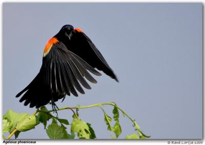 Carouge  paulettes / Red-Winged Blackbird