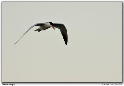 Sterne caspienne / Caspian Tern