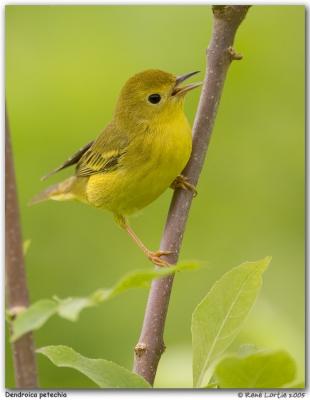 Paruline jaune / Yellow Warbler